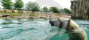 Head of Polar bear Ursus maritimus above water