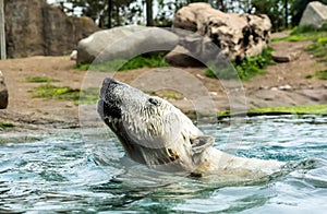 Head of Polar bear Ursus maritimus above water