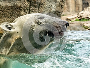 Head of Polar bear Ursus maritimus above water. Polar bears are excellent swimmers and often will swim for days. They may swim