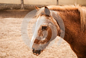 Head pony