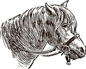 Head of a pony in a bridle