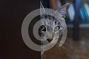 Head portrait of adorable gray cat