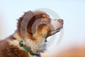 Head portrait of an Australian Shepherd puppy