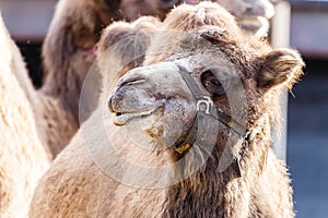 Head portrait of a bactrian camel