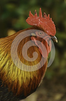 A head portrait of a beautiful free range Rhode Island Red rooster with its hackles up