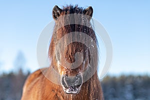 Head portrait of a beautiful Icelandic horse in winter