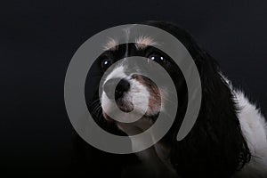 A head portrait of a beautiful tricolored Cavalier king charles spaniel in ther dark studio