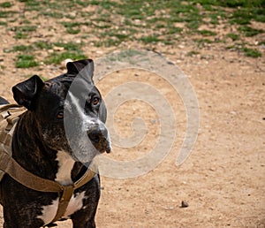 head portrait of a black american pit bull terrier