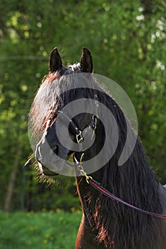 Head portrait of black Andalusian horse