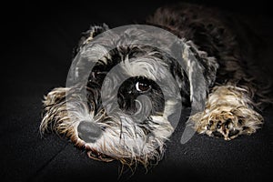 Head portrait of black and silver miniature schnauzer dog photo