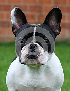 a head portrait of a black and white french bulldog in the garden