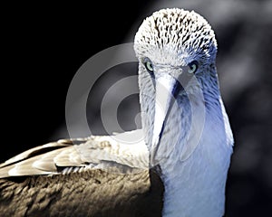 Head on portrait of a Blue Footed Booby Sula nebouxii with eyes staring at directly at camera in the Galapagos Islands, Ecuador