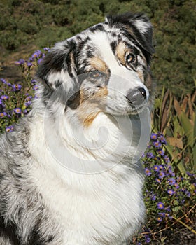 Head Portrait of a Blue Merle Australian Shepherd