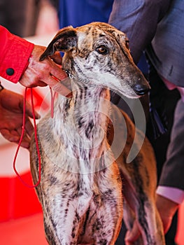 Head portrait of brindle spanish greyhound