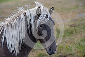 Head portrait of a brown Icelandic horse with white mane photo