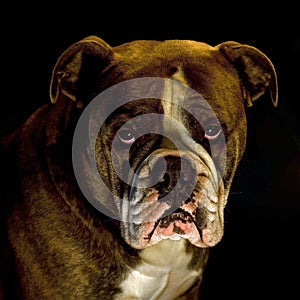 A head portrait of bulldog