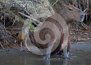 Head on portrait of Capybara Hydrochoerus hydrochaeris standing up on river bank next to colorful bird, Bolivia