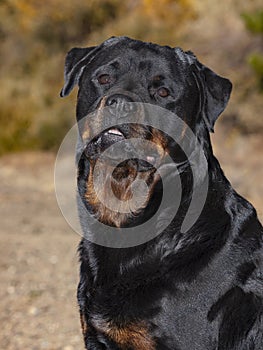 Head Portrait of a Champion Female Rottweiler