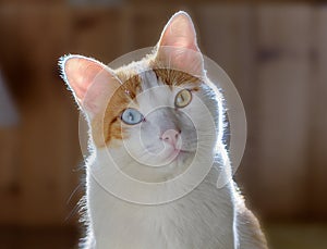 Head portrait of cute cat with different eye colors, heterochromia.