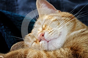 Head portrait of cute orange tabby cat sleeping.