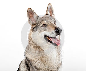 Head portrait of a Czechoslovakian wolfdog