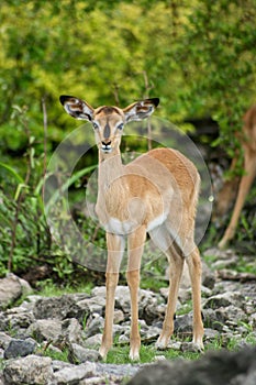 Head on portrait of Damara Dik-Dik Madoqua Kirkii looking straight at camera Etosha National Park, Namibia