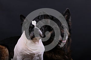 A head portrait from a french bulldog and a german shepherd a lovely pair in the dark studio