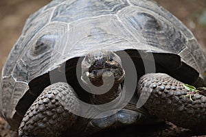 Head on portrait  of Galapagos Tortoise Chelonoidis nigra looking straight at camera Galapagos Islands