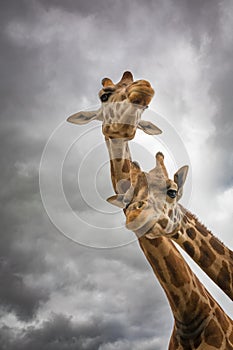 Giraffe couple