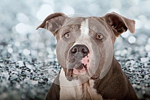 a head portrait of a gray white american staffordshire terrier in a studio with diamond background