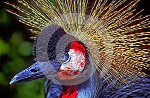 Head only portrait of a Grey Crowned Crane.