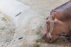 Head portrait of hippopotamus