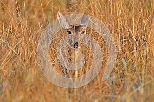 Head portrait of lechwe with fly on the muzzle snout. Antelope hidden in the golden gras in Okavango delta in Africa. Wildlife