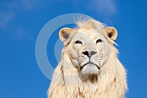 Head Portrait of Majestic White Lion on Blue Sky