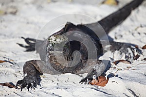 Head on portrait of Marine Iguana Amblyrhynchus cristatus laying in sand Galapagos Islands