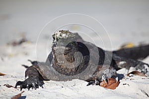 Head on portrait of Marine Iguana Amblyrhynchus cristatus laying in sand on Galapagos Islands