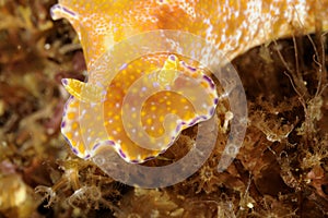 Head portrait of a nudibranch Ceratosoma Tenue. Malapascua, Philippines photo