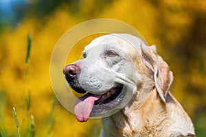 Head portrait of an old labrador retriever