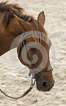 head portrait of old ungroomed horse in a sand beach photo