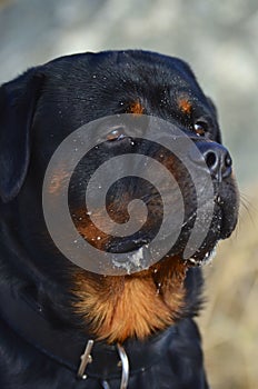 Head portrait of a placid Rottweiler dog