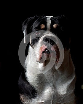 A head portrait of Bulldog puppy
