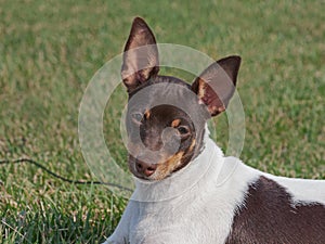 Head Portrait of a Rare Chocolate Tri-Colored Toy Fox Terrier Dog