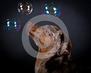 a head portrait from a red merle aussidor is looking up to flying colorful bubbles in the dark studio