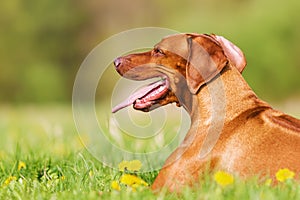 Head portrait of a Rhodesian ridgeback