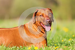 Head portrait of a Rhodesian ridgeback