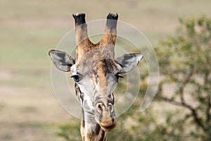 Head on portrait shot of a wild giraffe, in the Masaai Mara Reserve of Kenya, Africa