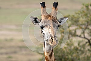 Head on portrait shot of a wild giraffe, in the Masaai Mara Reserve of Kenya, Africa