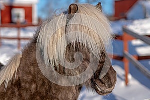 Head portrait of a silver dopple colored Icelandic horse in sunlight