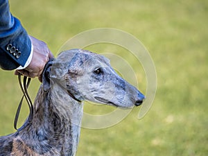 Head portrait of Spanish Greyhound purebred dog