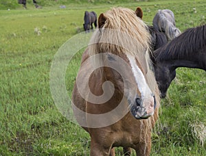 Head portrait of standing brown Icelandic horse grazing on a green grass field, in summer Iceland, focus on horse head